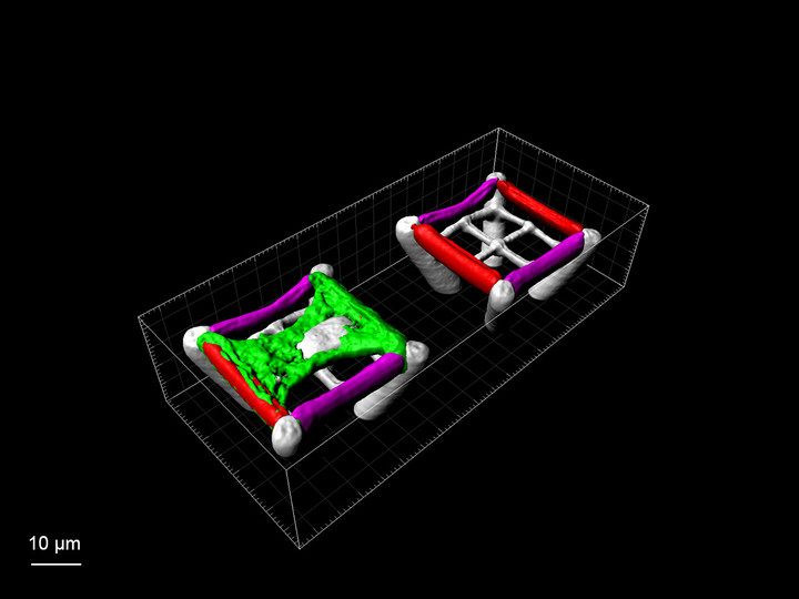 3D reconstruction of an LSM image stack