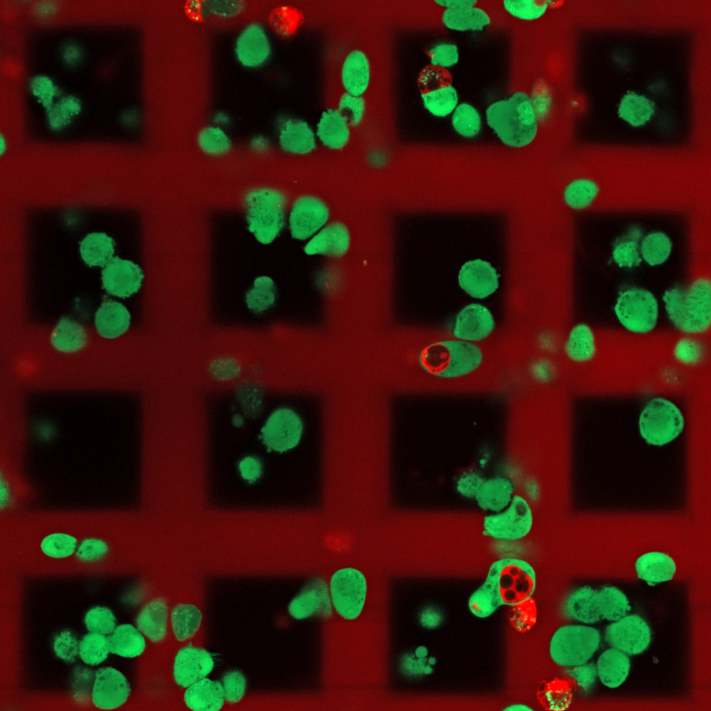 3D structure containing living NIH 3T3 fibroblast cells