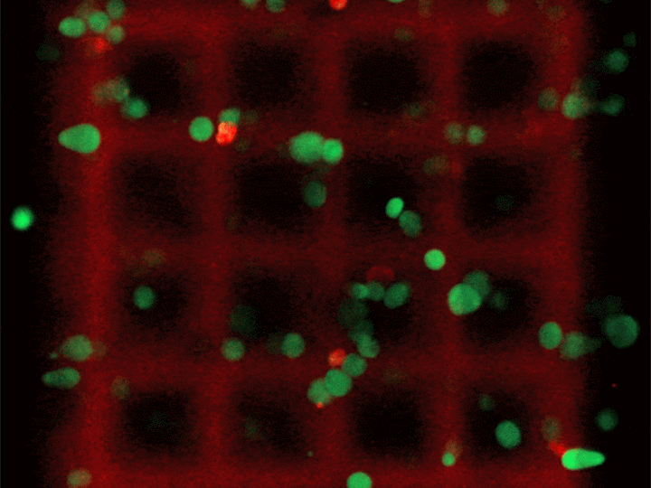 Confocal fluorescence image stack of a 3D-printed scaffold containing living NIH-3T3 fibroblast cells.