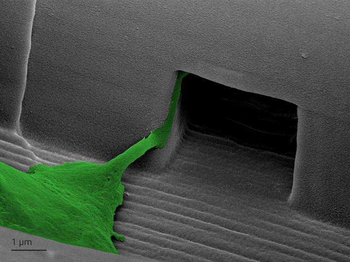 Close-up view of the neurite (green) outgrowth through one cavity