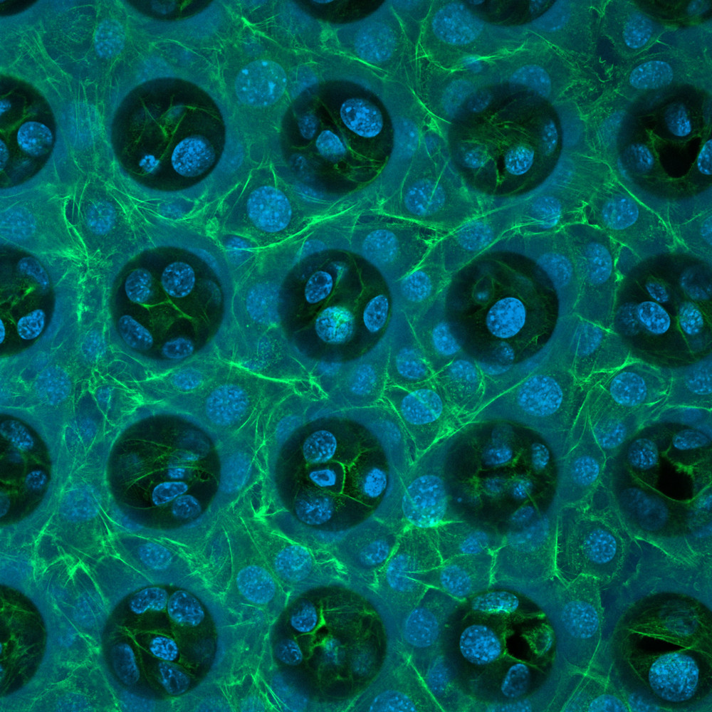 3D printing of microwell arrays for the cell culturing