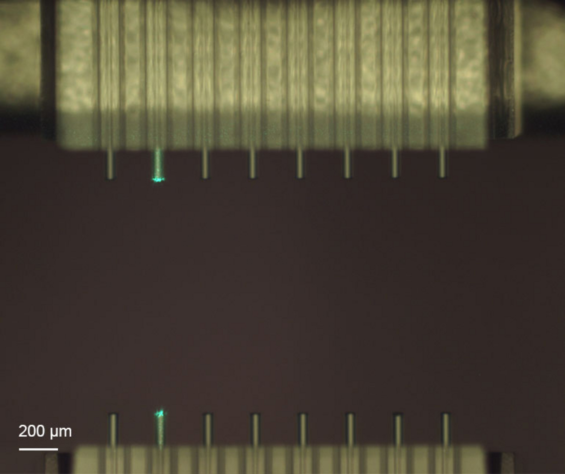 Nanoscribe coupling fiber arrays