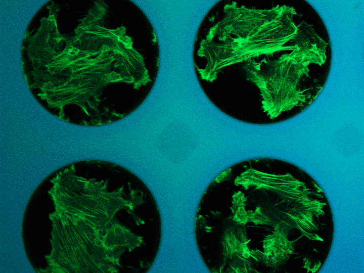 Confocal fluorescence image stack of NIH 3T3 fibroblast cells seeded in 3D-printed microwells made from the biocompatible photoresin IP-S.