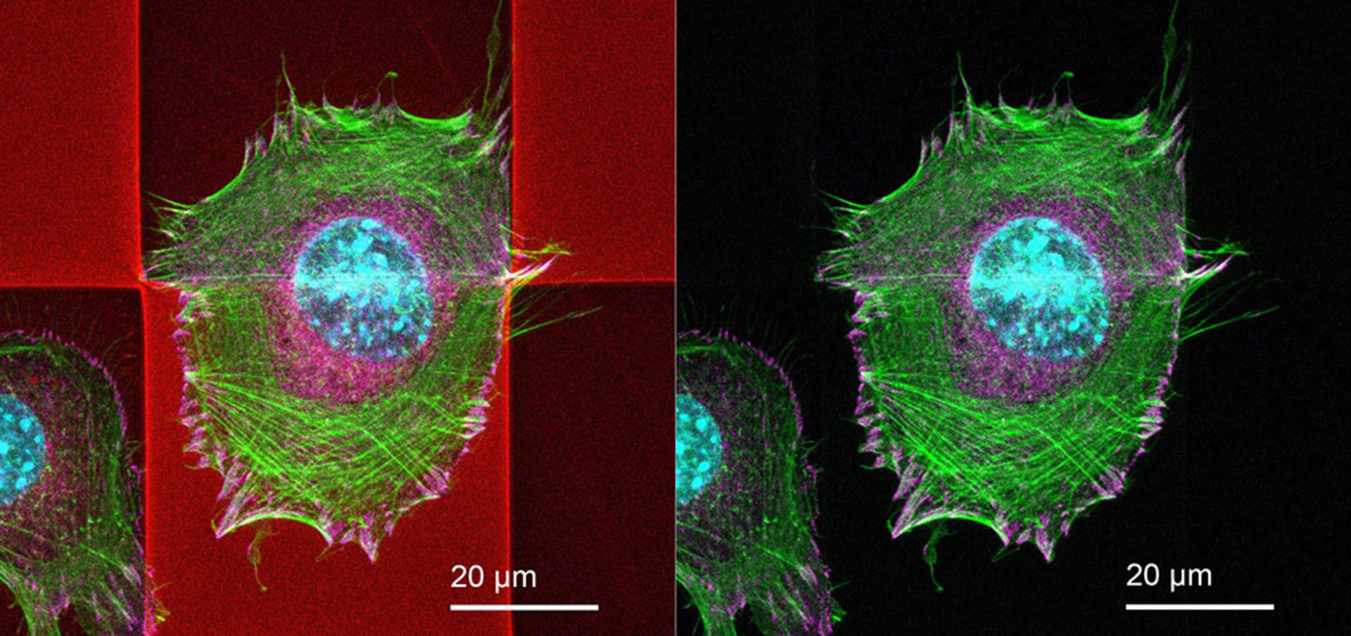 cell scaffolds printed with Nanoscribe's photoresins